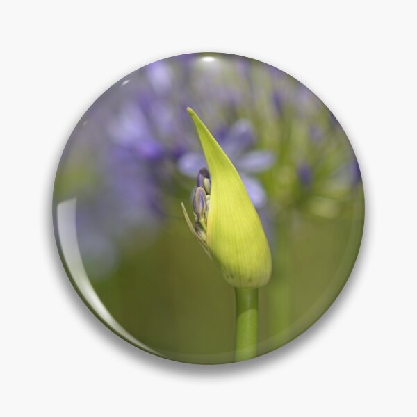 Item preview, Agapanthus Bud Over Her Blooms  designed and sold by Joy Watson - Natural Light Photography .