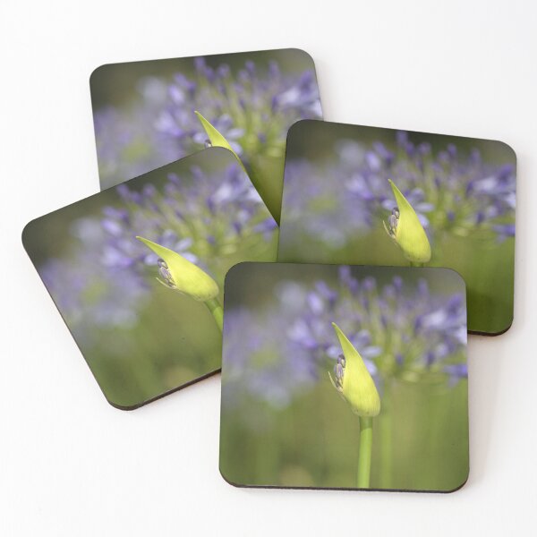 Item preview, Agapanthus Bud Over Her Blooms  designed and sold by Joy Watson - Natural Light Photography .