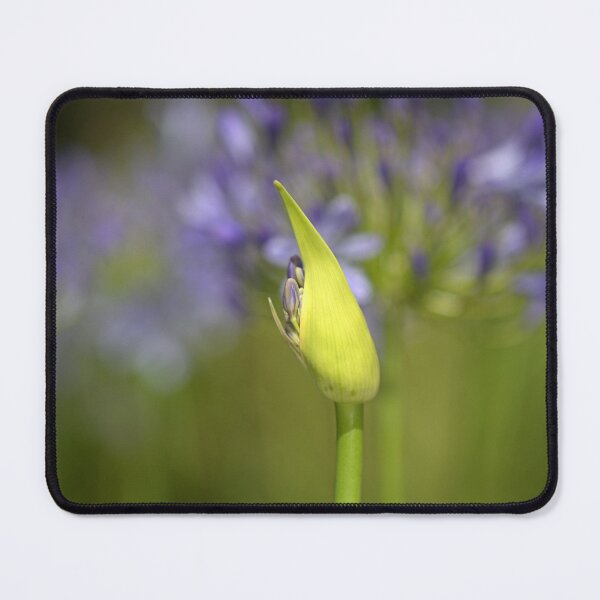 Item preview, Agapanthus Bud Over Her Blooms  designed and sold by Joy Watson - Natural Light Photography .