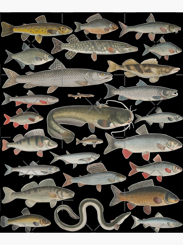 Freshwater Fish' Art Print, Art.com