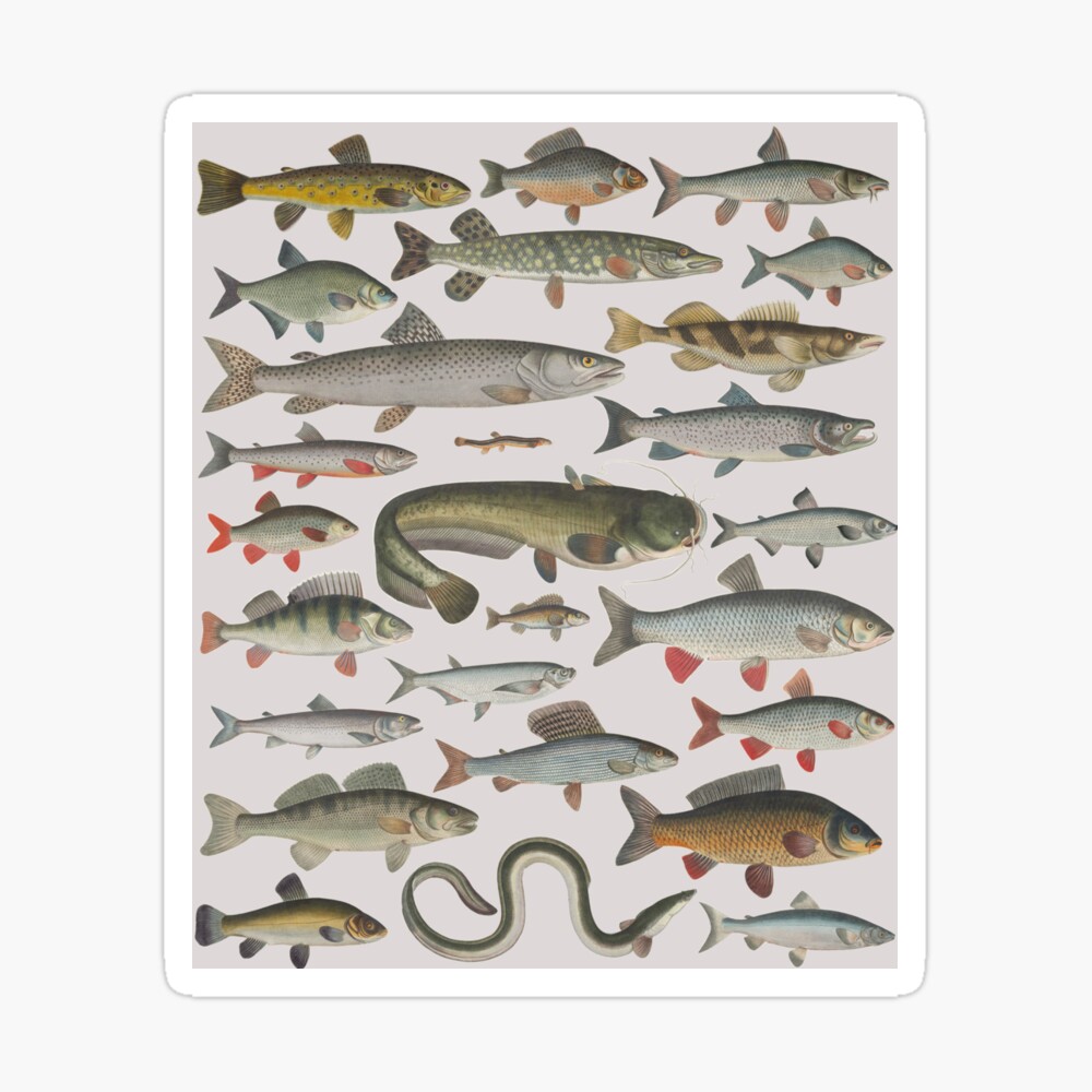 Freshwater Fish River Fish Lake Fish Angler Fisherman Poster for Sale by  TheAplus