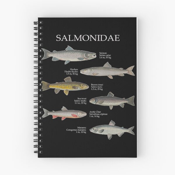 Item preview, Salmonids Salmonidaee Trout Salmon Maraena Fly Fishing designed and sold by TheAplus.