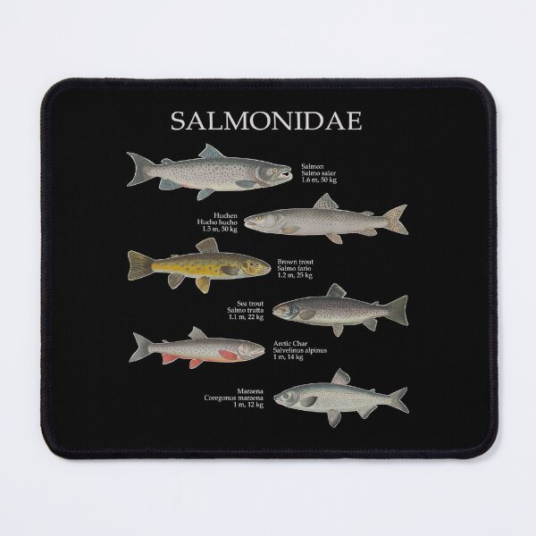 Item preview, Salmonids Salmonidaee Trout Salmon Maraena Fly Fishing designed and sold by TheAplus.