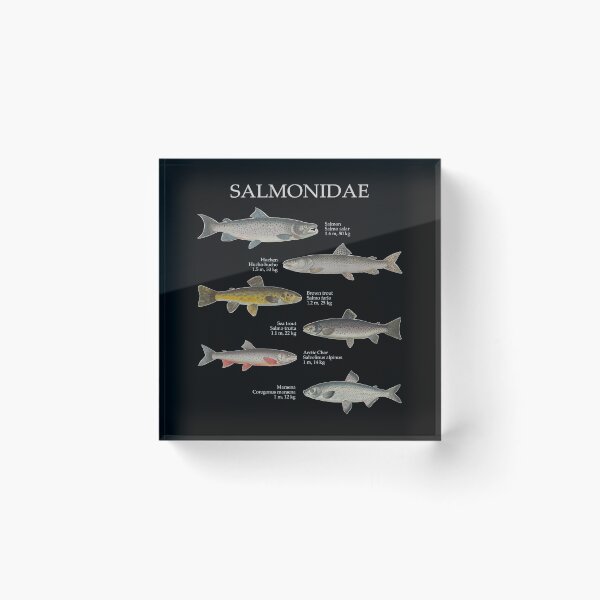 Item preview, Salmonids Salmonidaee Trout Salmon Maraena Fly Fishing designed and sold by TheAplus.