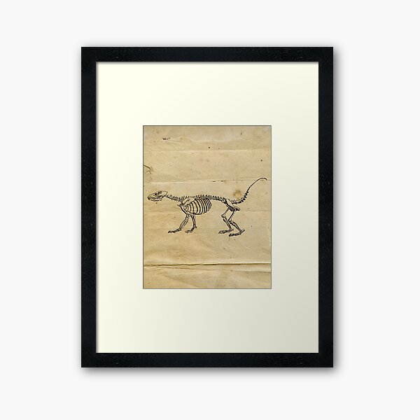 Item preview, Mammal skeleton Vintage Black and White Illustration | Forest Wildlife Lion designed and sold by Pastouch.