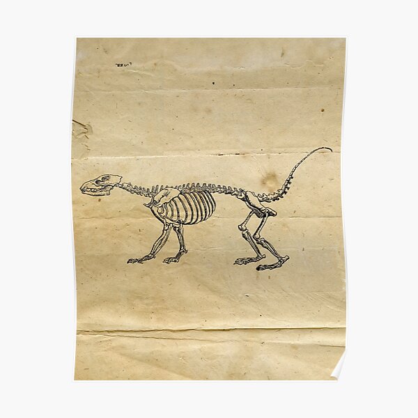 Anatomie Poster Kleine Säugetiere - Kaninchen, Maus, Ratte Biologie Diagramm 24x60cm