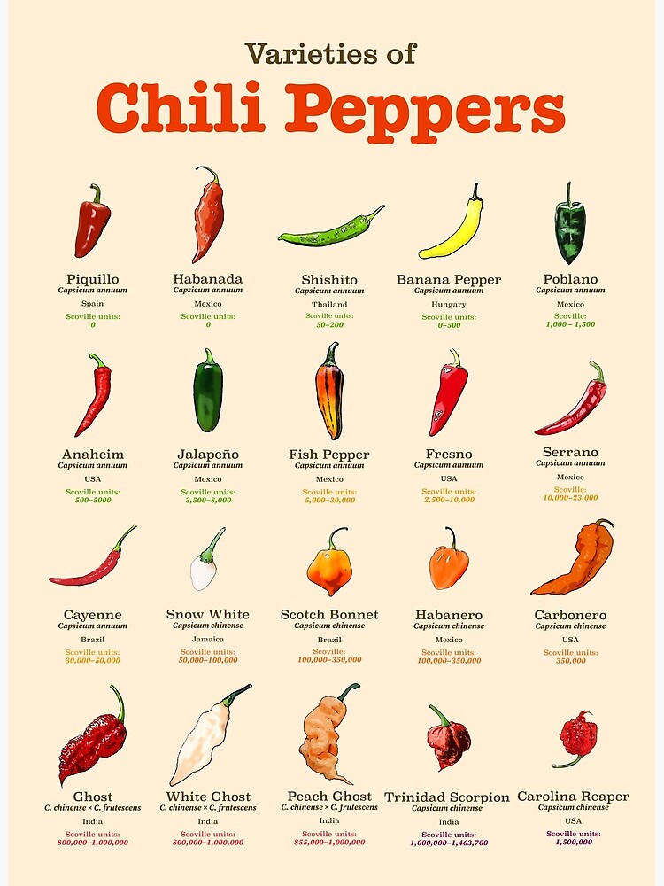 Varieties of Chili Peppers Poster Premium Matte Vertical Poster sold by ...