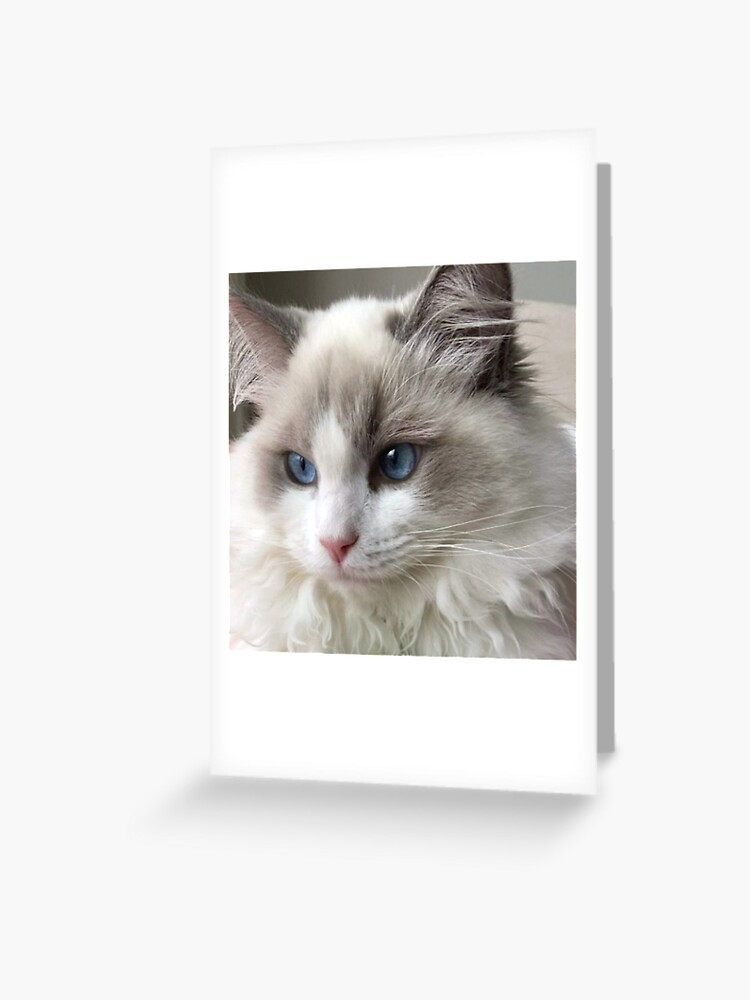 Ragdoll Cat Marble Coasters