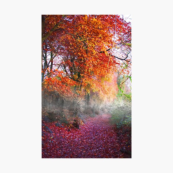 Cotswolds Way woodland Photographic Print