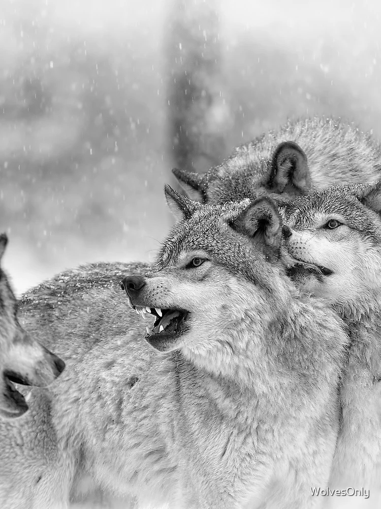 Thumbnail 3 of 3, Scarf, Timber Wolves designed and sold by WolvesOnly.