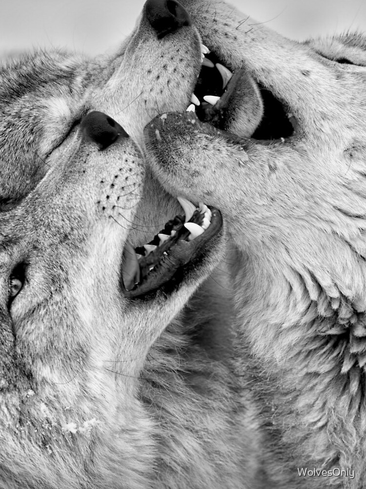 Thumbnail 4 of 4, iPhone Case, Timber Wolves designed and sold by WolvesOnly.