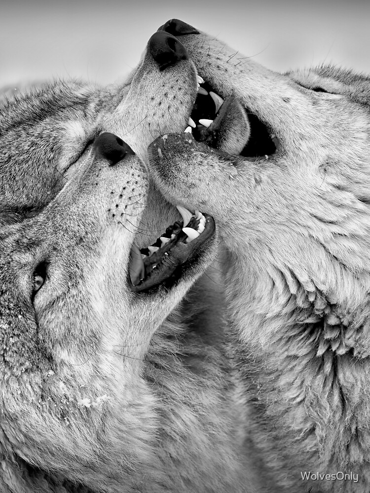 Thumbnail 3 of 3, Scarf, Timber Wolves designed and sold by WolvesOnly.