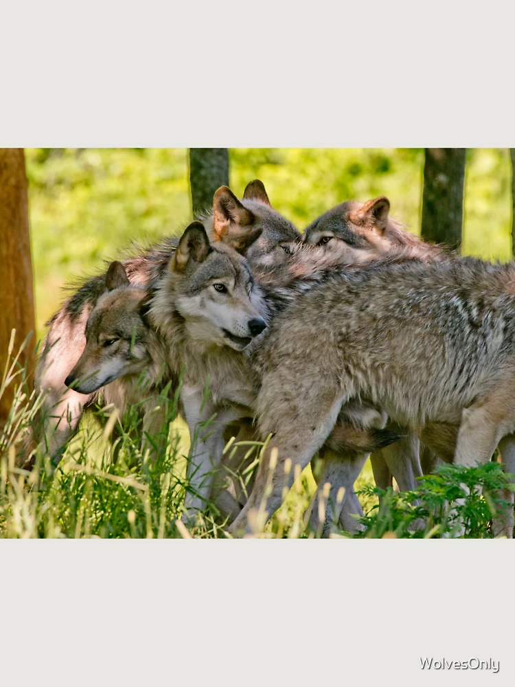 Thumbnail 6 of 6, Premium Oversized Sweatshirt, Timber Wolves designed and sold by WolvesOnly.