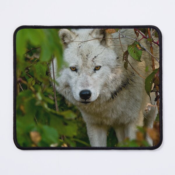 Item preview, Arctic Wolf designed and sold by WolvesOnly.