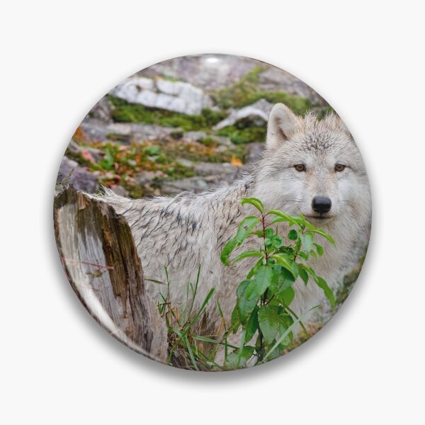 Item preview, Arctic Wolf Pup designed and sold by WolvesOnly.