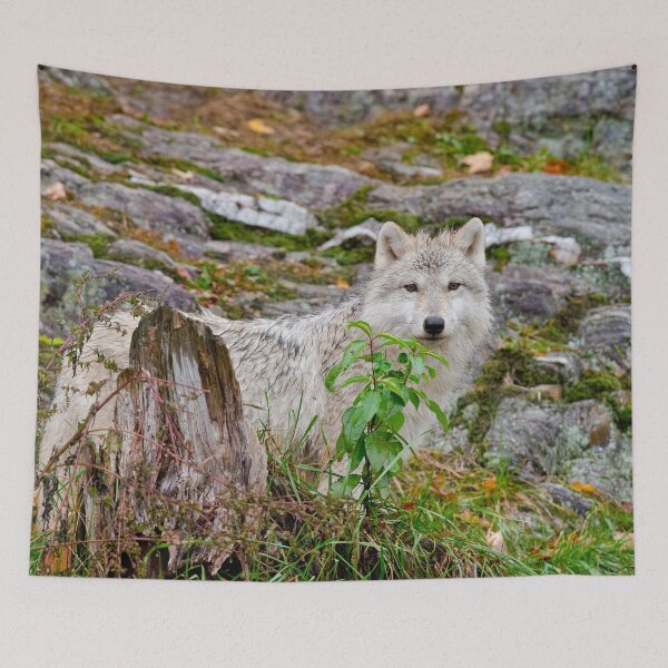 Item preview, Arctic Wolf Pup designed and sold by WolvesOnly.