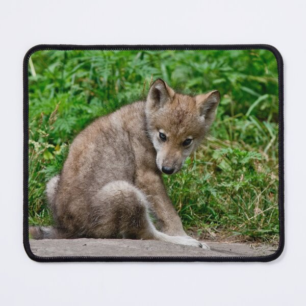 Item preview, Timber Wolf Pup designed and sold by WolvesOnly.