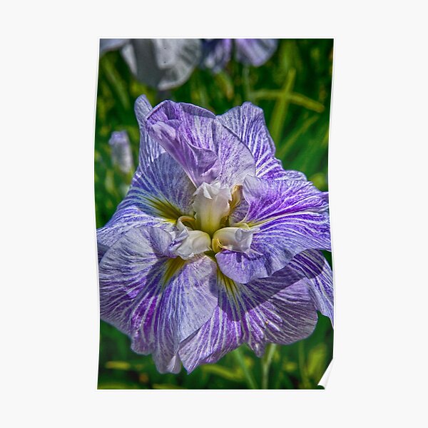 Lavender Iris Poster