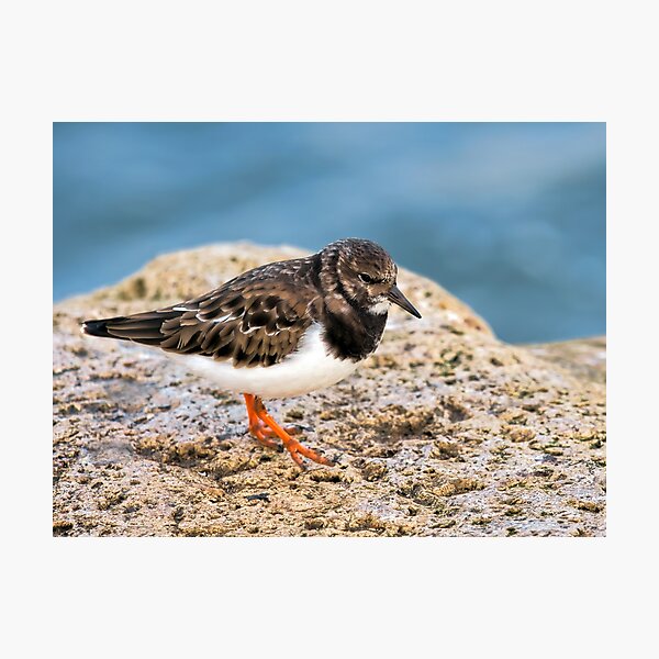 Item preview, Turnstone At The Harbour designed and sold by Dorset Girl.