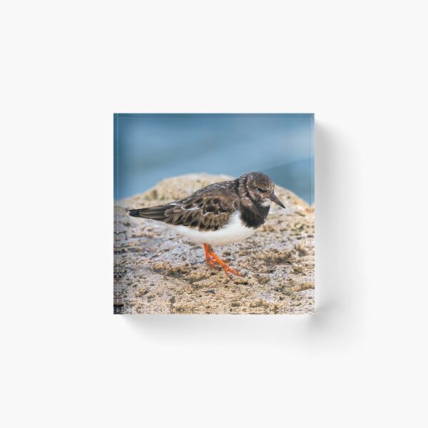 Item preview, Turnstone At The Harbour designed and sold by Dorset Girl.