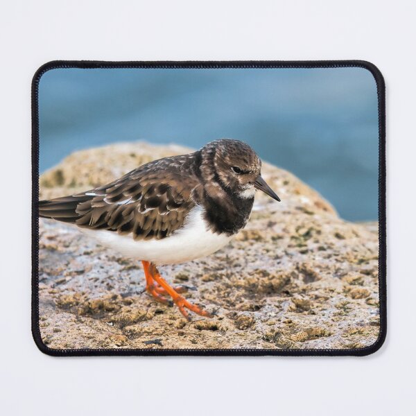 Item preview, Turnstone At The Harbour designed and sold by Dorset Girl.