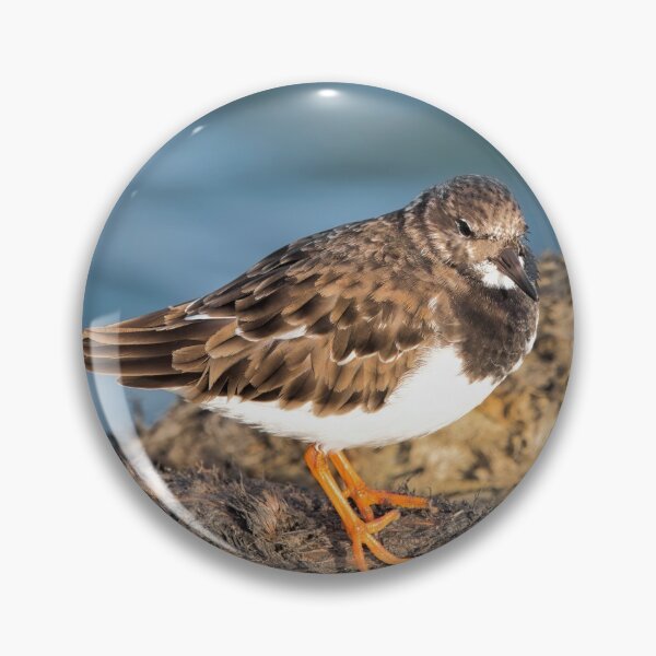 Item preview,  Turnstone At The Harbour designed and sold by Dorset Girl.