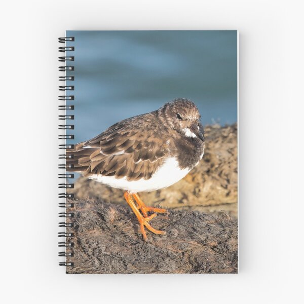 Item preview,  Turnstone At The Harbour designed and sold by Dorset Girl.