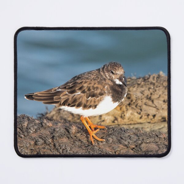 Item preview,  Turnstone At The Harbour designed and sold by Dorset Girl.