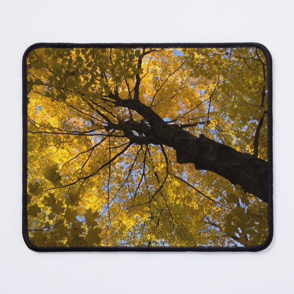 Item preview, Under the Golden Maple Canopy designed and sold by Georgia Mizuleva.