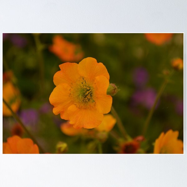 Item preview, Totally tangerine  designed and sold by Barny  Martin.