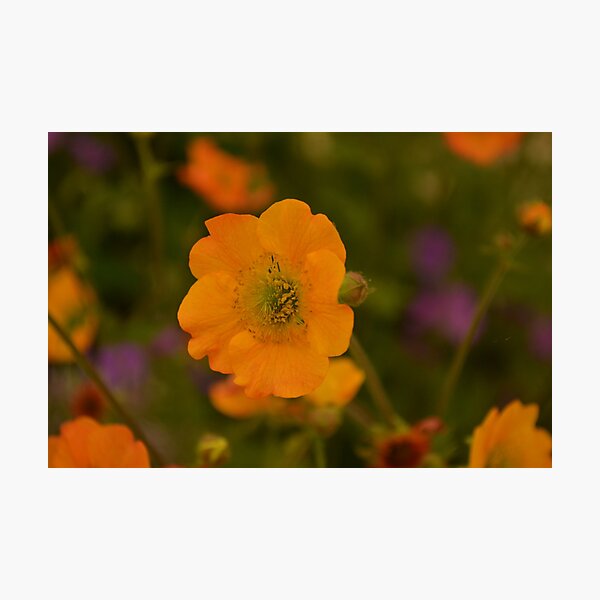 Item preview, Totally tangerine  designed and sold by Barny  Martin.