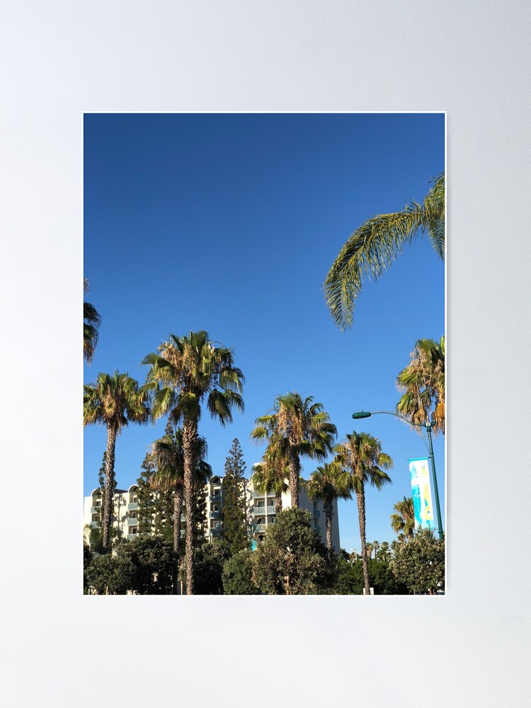 Anaheim Palm Trees