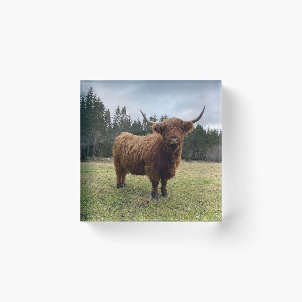 Item preview, Scottish Highland Cattle Cow 3080 designed and sold by SaarelaHighland.