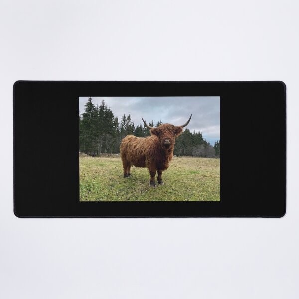 Item preview, Scottish Highland Cattle Cow 3080 designed and sold by SaarelaHighland.
