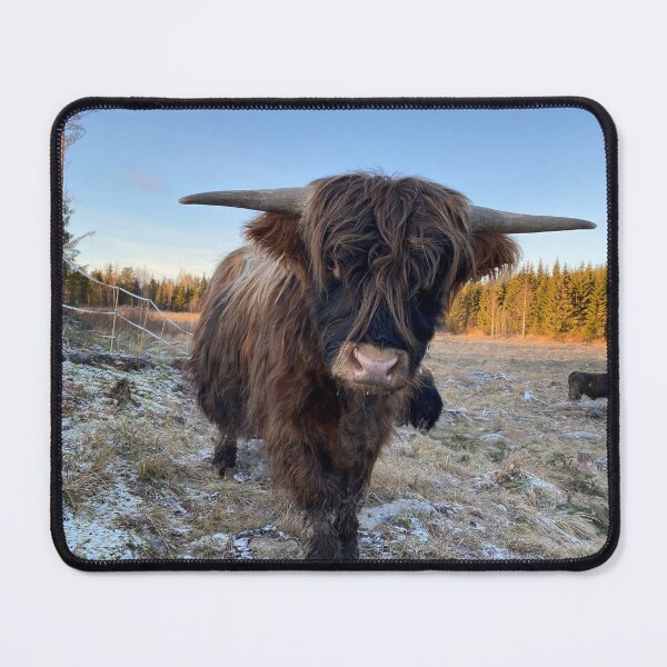 Item preview, Scottish Highland Cattle Bull Calf 3085 designed and sold by SaarelaHighland.