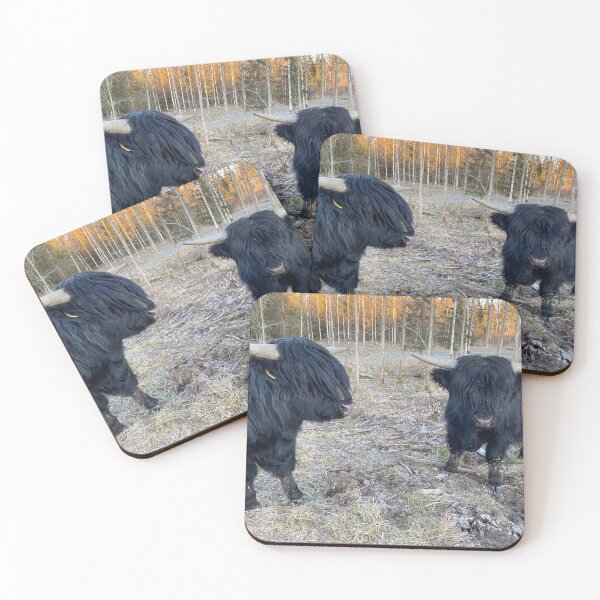 Item preview, Scottish Highland Cattle Bull Calves 3086 designed and sold by SaarelaHighland.