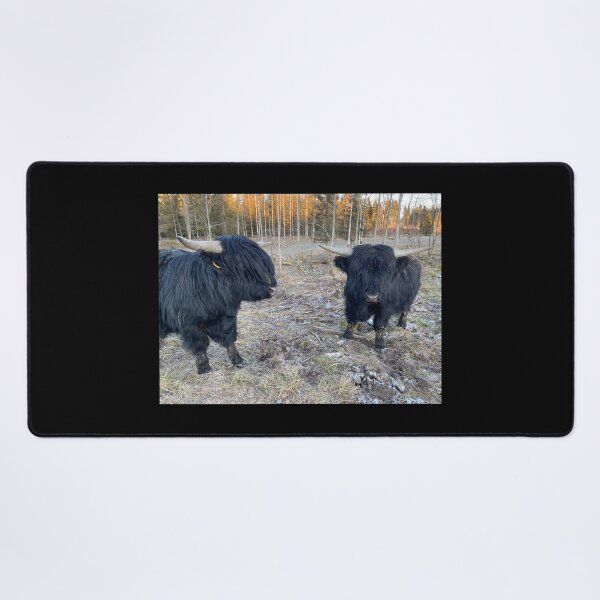 Item preview, Scottish Highland Cattle Bull Calves 3086 designed and sold by SaarelaHighland.