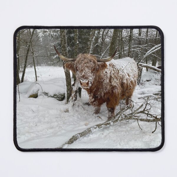 Item preview, Scottish Highland Cattle Cow in snow 3090 designed and sold by SaarelaHighland.