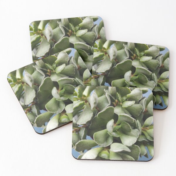 Item preview, Echeveria 8,5 -  Succulent  - Houseleek designed and sold by branaghbel.