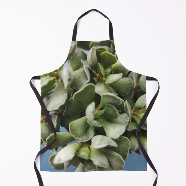 Item preview, Echeveria 8,5 - Succulent - Houseleek designed and sold by branaghbel.