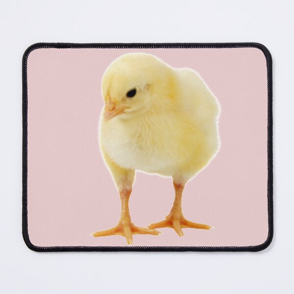 Item preview, Yellow chick on a white or colors background.  designed and sold by Photorebelle.