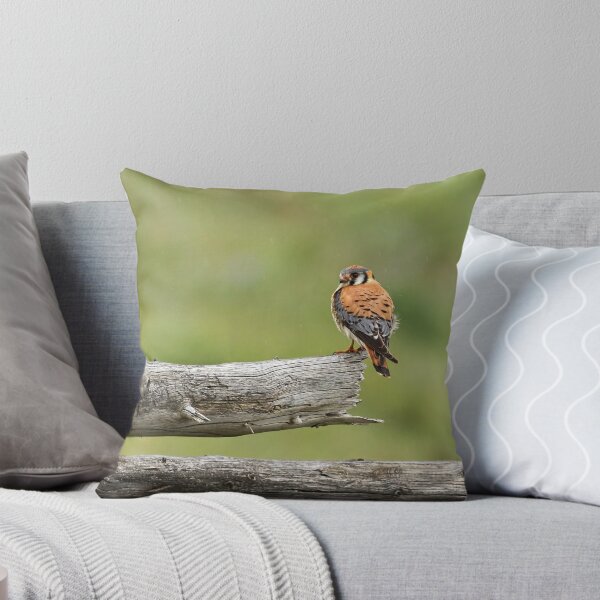 Item preview, Kestrel On A Montana Fence Pole designed and sold by Thomasyoung.
