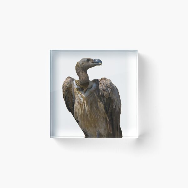Item preview, Buzzard photo, scavenger, bird of prey,  designed and sold by Nostrathomas66.
