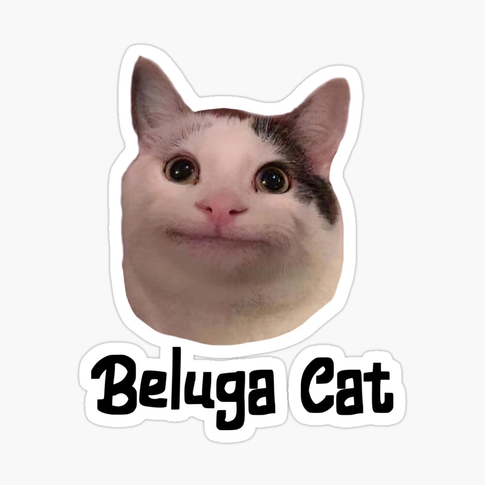 Beluga картинка кота