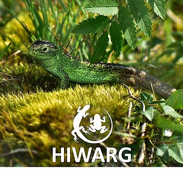 Artwork thumbnail, Sand Lizard #1 by HIWARG