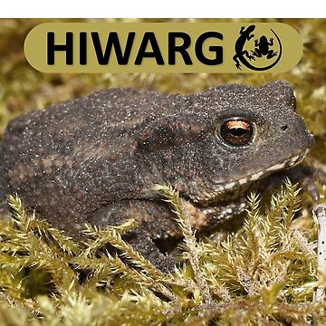 Artwork thumbnail, Common Toad #1 by HIWARG