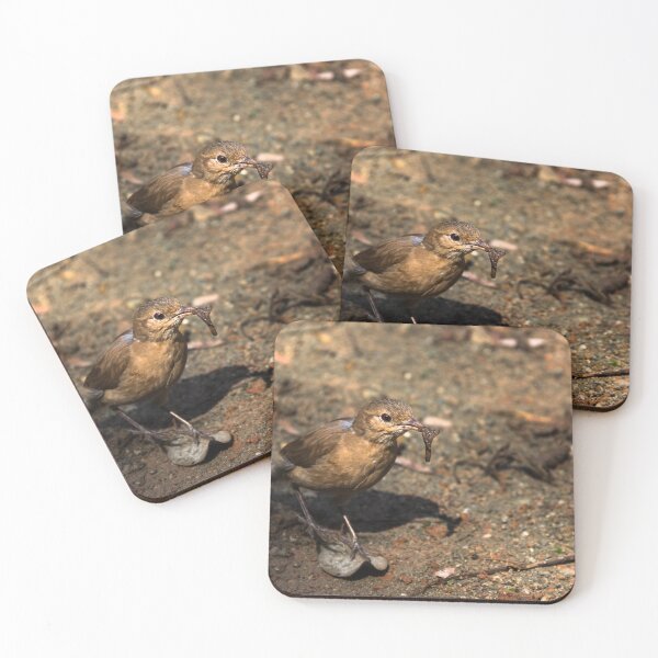 Item preview, earthworm in the beak. designed and sold by Nino rocha fotografia.