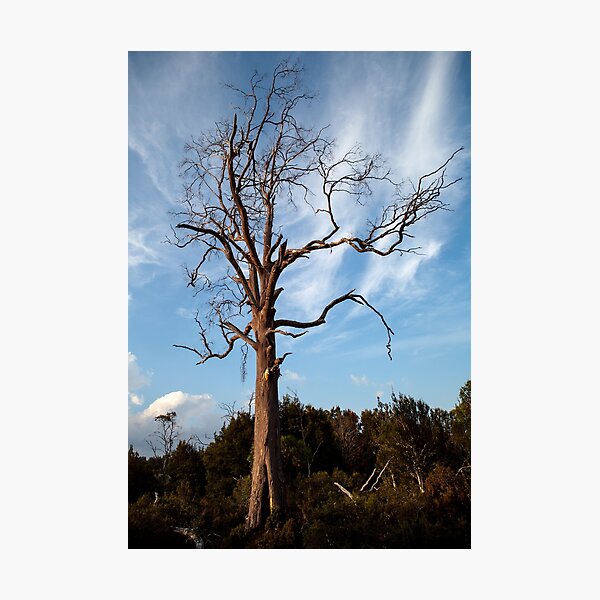Item preview, Ghost tree designed and sold by archieswell.