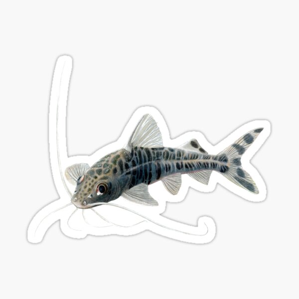 Pictus Catfish Sticker