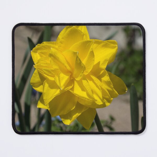 Item preview, Sunny Yellow Spring - a Golden Double Daffodil designed and sold by Georgia Mizuleva.